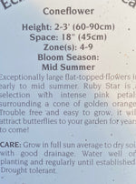 ECHINACEA, RUBY STAR (CONEFLOWER)