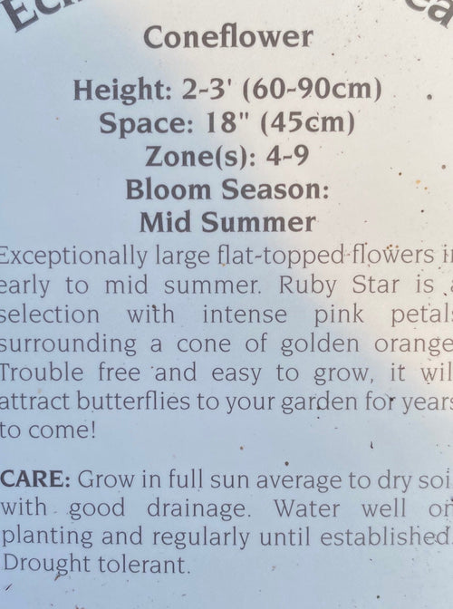 ECHINACEA, RUBY STAR (CONEFLOWER)