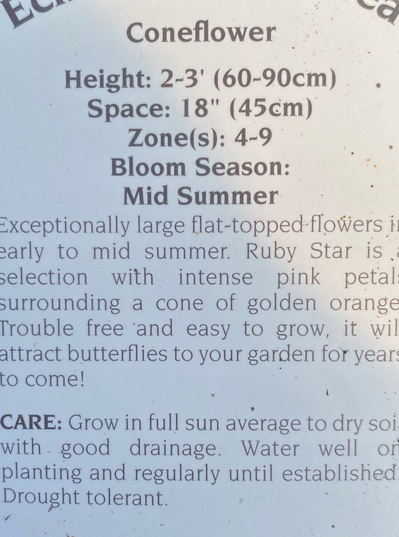 ECHINACEA, RUBY STAR (CONEFLOWER)