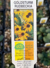 RUDBECKIA, GOLDSTURM (BLACK-EYED SUSAN)