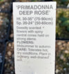 ECHINACEA, PRIMADONNA DEEP ROSE (CONEFLOWER)