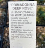 ECHINACEA, PRIMADONNA DEEP ROSE (CONEFLOWER)
