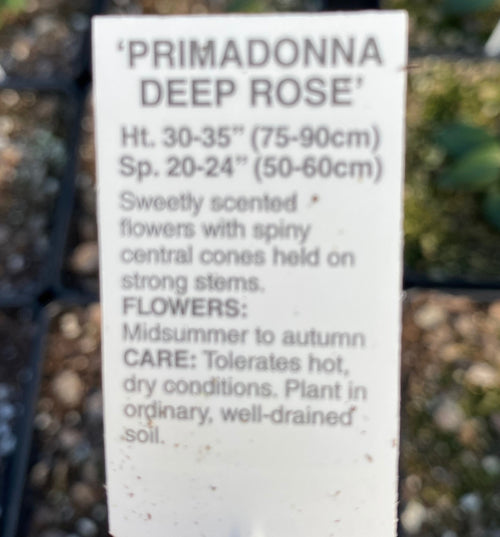 ECHINACEA, PRIMADONNA DEEP ROSE (CONEFLOWER)