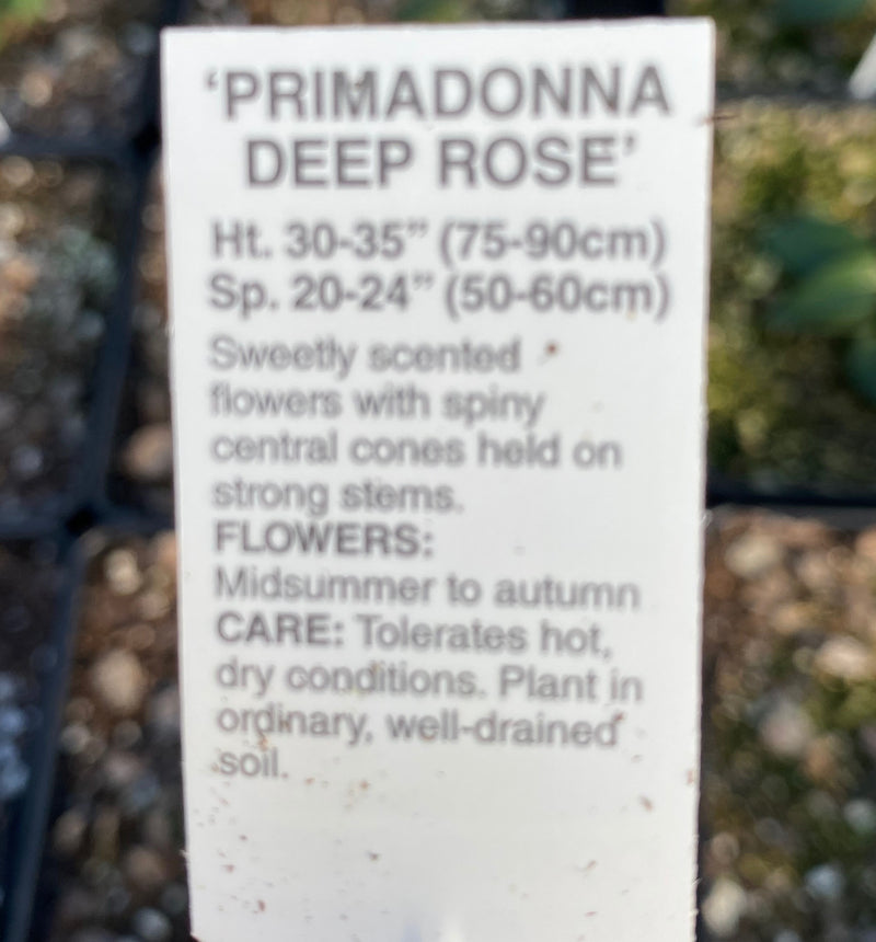 ECHINACEA, PRIMADONNA DEEP ROSE (CONEFLOWER)