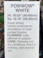 ECHINACEA, POWWOW WHITE (CONEFLOWER)
