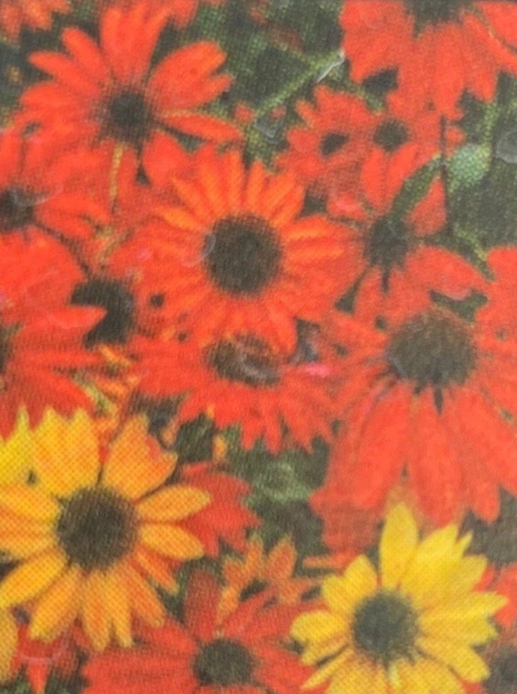 ECHINACEA, CHEYENNE SPIRIT (CONEFLOWER)