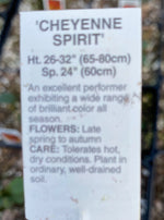ECHINACEA, CHEYENNE SPIRIT (CONEFLOWER)