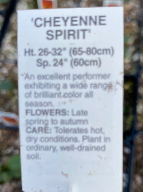 ECHINACEA, CHEYENNE SPIRIT (CONEFLOWER)