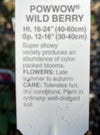 ECHINACEA, POWWOW WILD BERRY (CONEFLOWER)