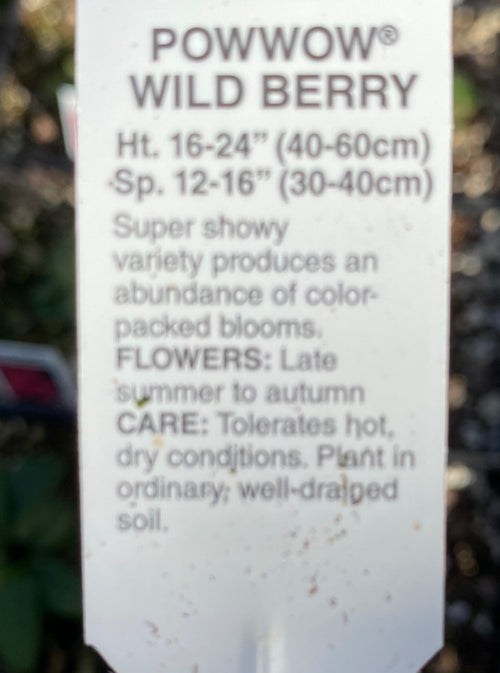 ECHINACEA, POWWOW WILD BERRY (CONEFLOWER)