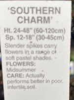 VERBASCUM, SOUTHERN CHARM (MULLEIN)