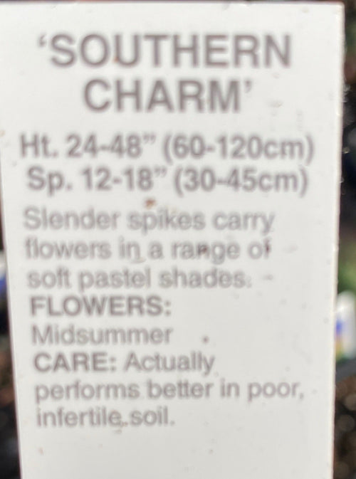 VERBASCUM, SOUTHERN CHARM (MULLEIN)
