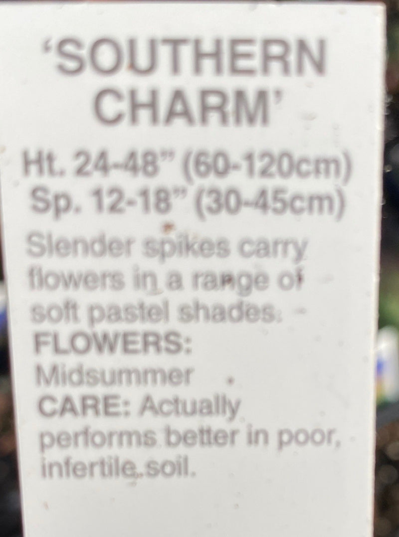 VERBASCUM, SOUTHERN CHARM (MULLEIN)