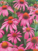 ECHINACEA PURPUREA, PURPLE (CONEFLOWER)