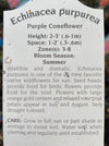 ECHINACEA PURPUREA, PURPLE (CONEFLOWER)