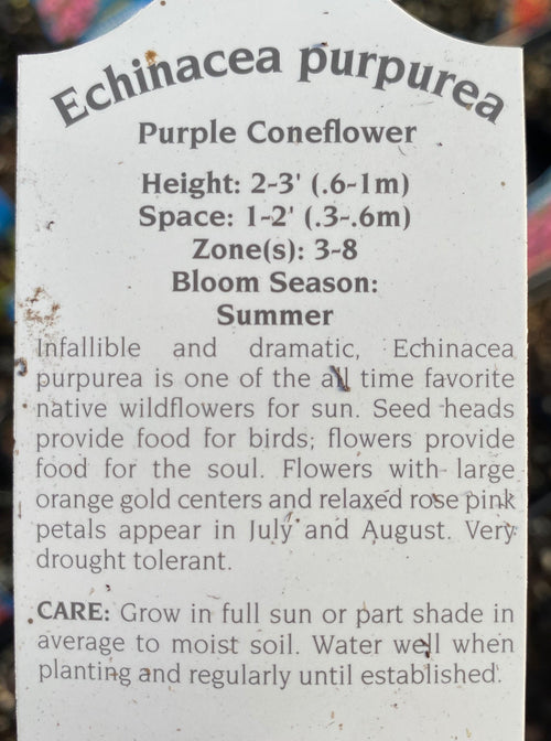 ECHINACEA PURPUREA, PURPLE (CONEFLOWER)