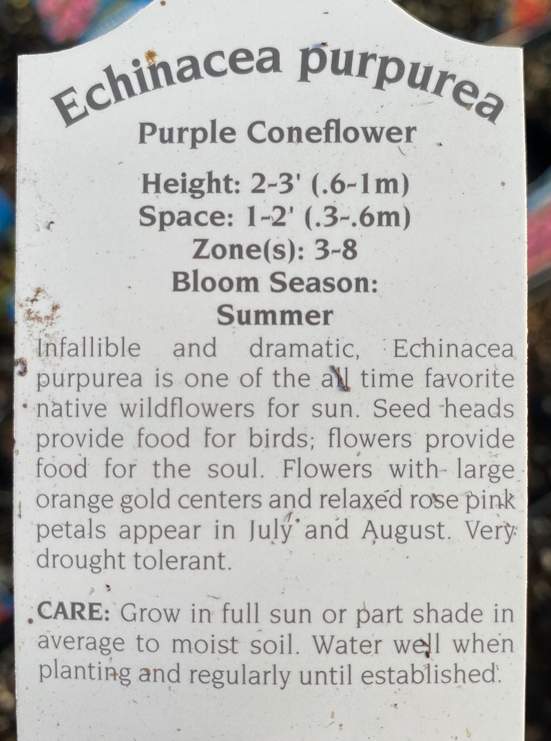 ECHINACEA PURPUREA, PURPLE (CONEFLOWER)