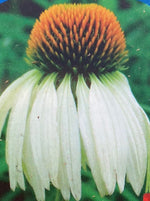 ECHINACEA, WHITE SWAN (CONEFLOWER)
