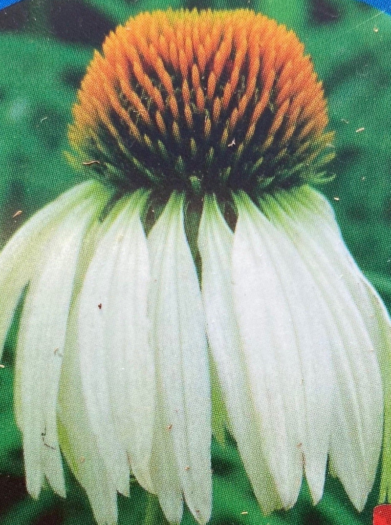 ECHINACEA, WHITE SWAN (CONEFLOWER)