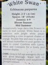 ECHINACEA, WHITE SWAN (CONEFLOWER)