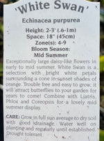 ECHINACEA, WHITE SWAN (CONEFLOWER)