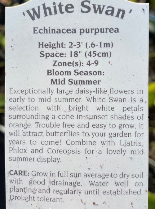 ECHINACEA, WHITE SWAN (CONEFLOWER)