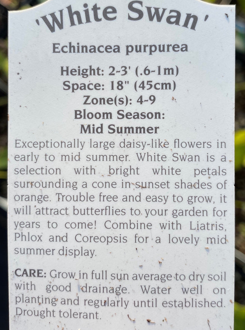 ECHINACEA, WHITE SWAN (CONEFLOWER)