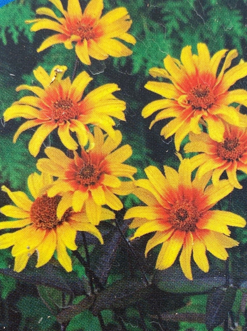 HELIOPSIS, BURNING HEARTS (SMOOTH OXEYE)