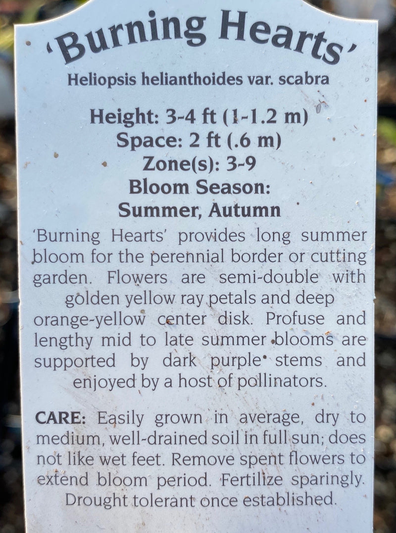 HELIOPSIS, BURNING HEARTS (SMOOTH OXEYE)