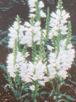 PHYSOSTEGIA, MISS MANNERS (OBEDIENT PLANT)
