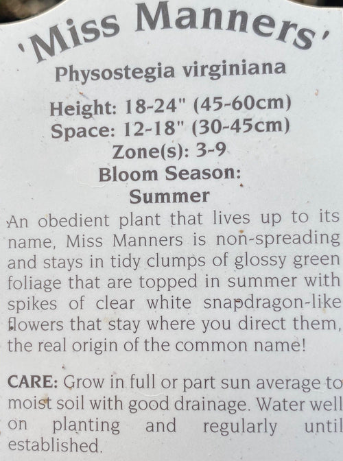 PHYSOSTEGIA, MISS MANNERS (OBEDIENT PLANT)
