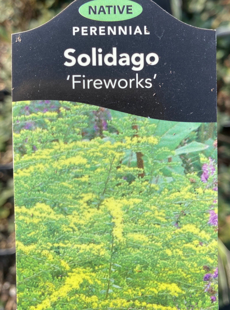 SOLIDAGO, FIREWORKS (GOLDENROD)