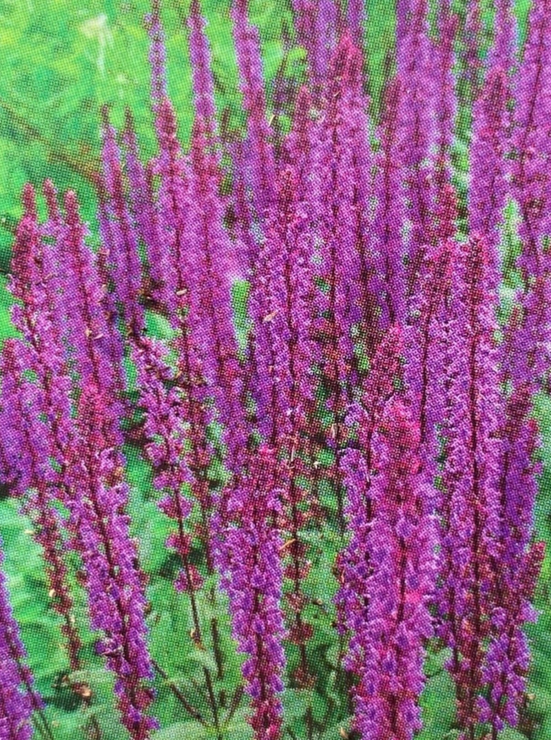 SALVIA, CARADONNA