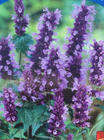 AGASTACHE, BLACK ADDER