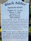 AGASTACHE, BLACK ADDER