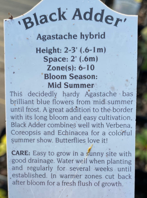 AGASTACHE, BLACK ADDER