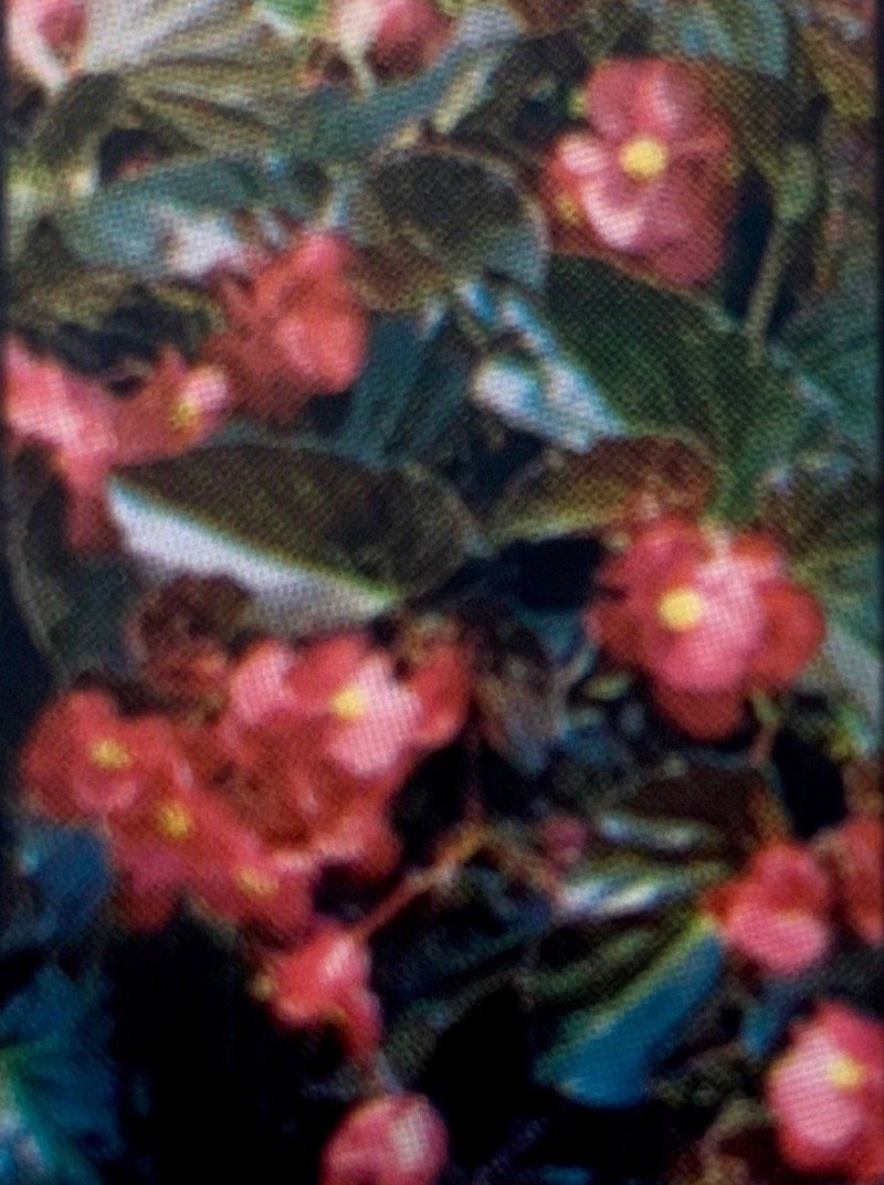 BEGONIA, BIG RED BRONZE LEAF