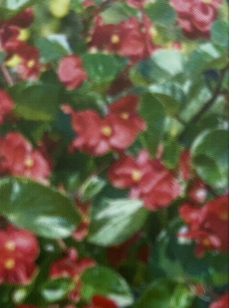 BEGONIA, BIG RED GREEN LEAF