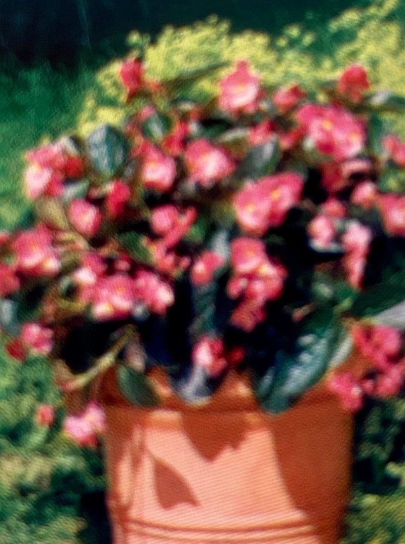 BEGONIA, BIG ROSE BRONZE LEAF