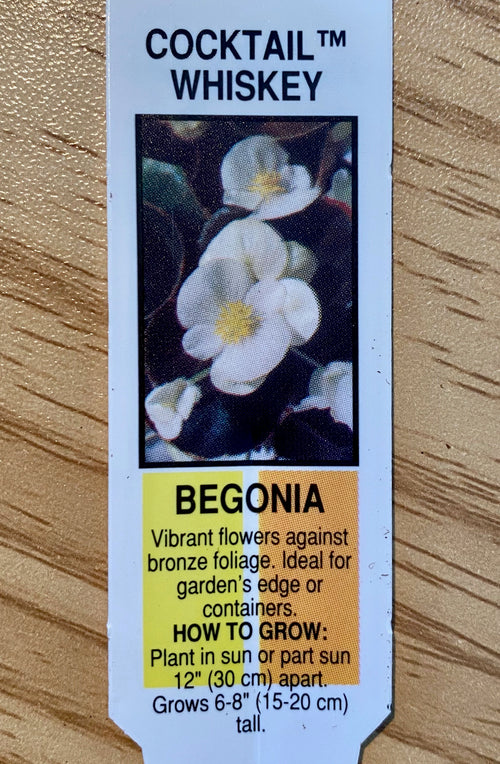 BEGONIA, COCKTAIL WHISKEY