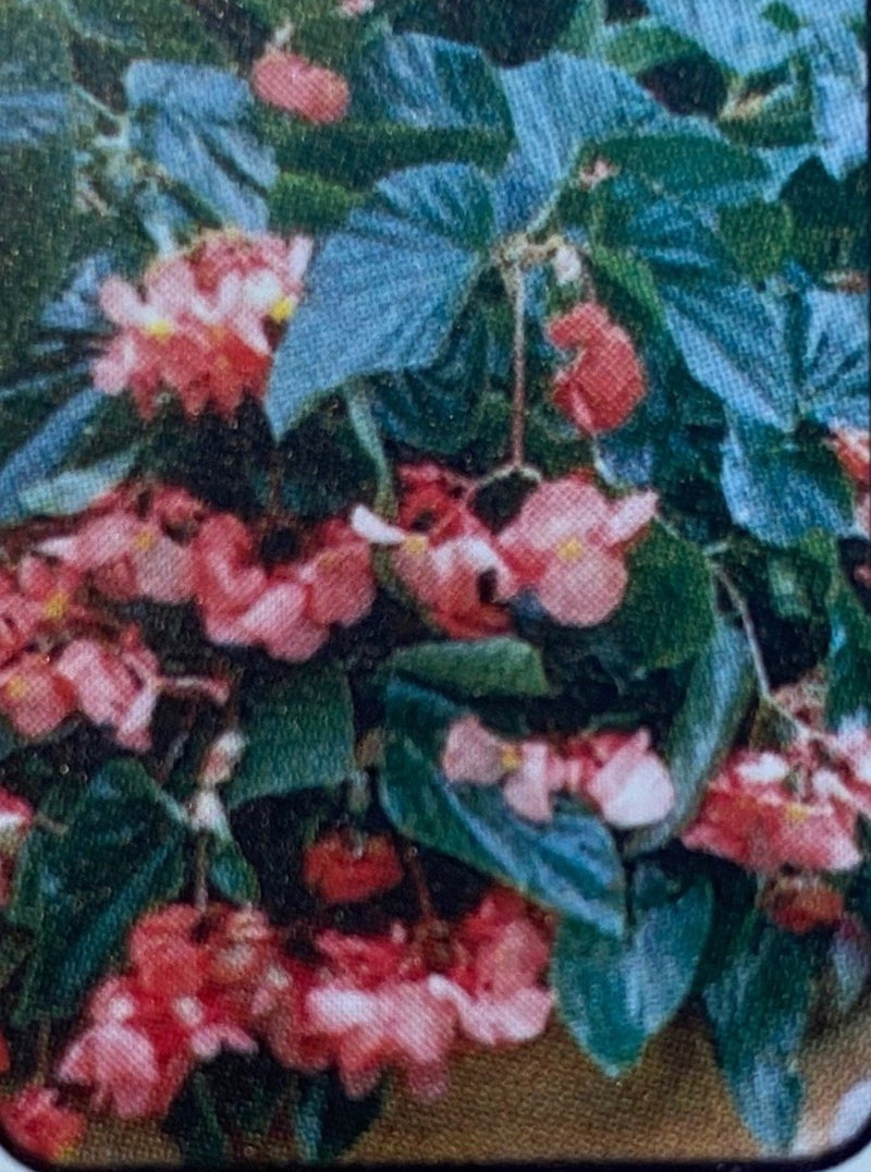 BEGONIA, DRAGON WING PINK