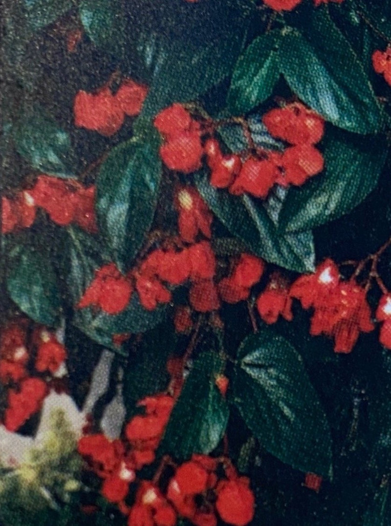 BEGONIA, DRAGON WING RED