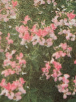 CLEOME, CLIO PINK LADY