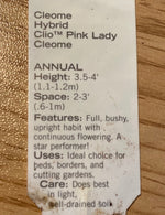 CLEOME, CLIO PINK LADY