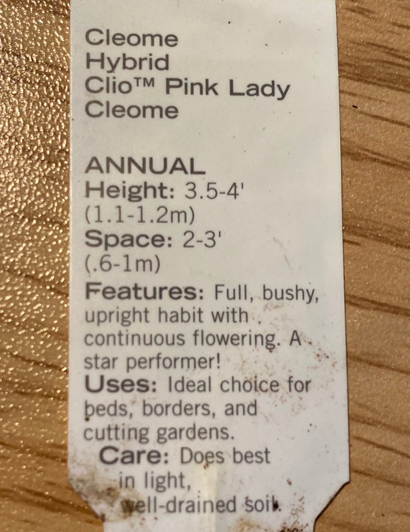 CLEOME, CLIO PINK LADY