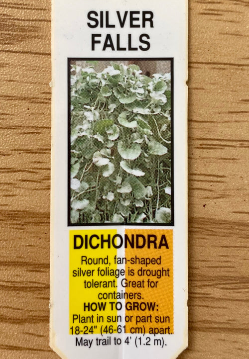 DICHONDRA, SILVER FALLS