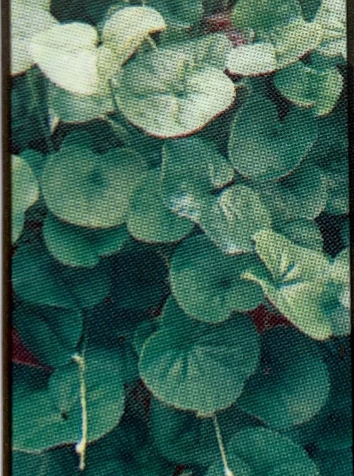 DICHONDRA, EMERALD FALLS