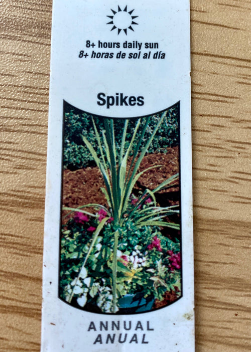 DRACAENA, SPIKES