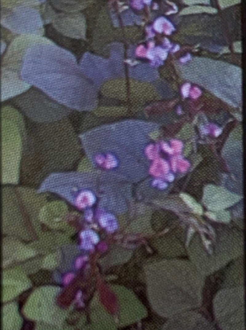 HYACINTH BEAN, RUBY MOON (LABLAB)
