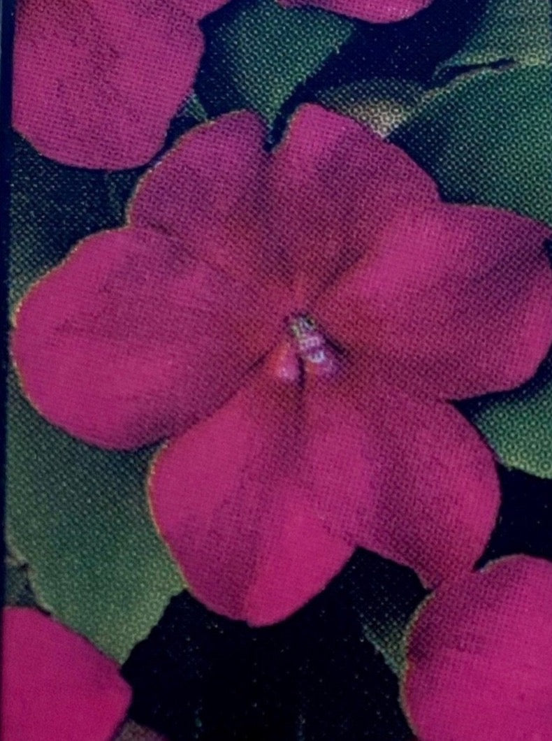 IMPATIENS, BEACON VIOLET SHADES